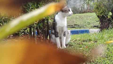 Cute cat Stock Footage 265048833