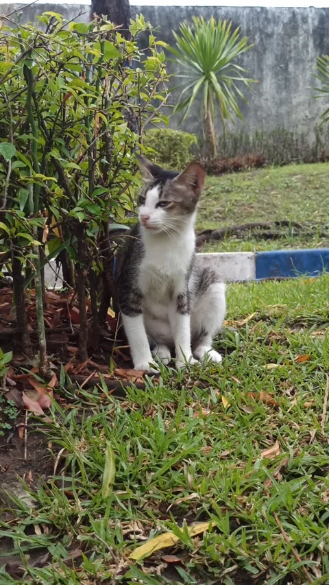 Cute cat Stock Footage 265048838