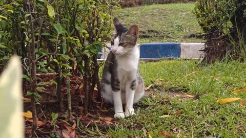 Cute cat Stock Footage 265048844