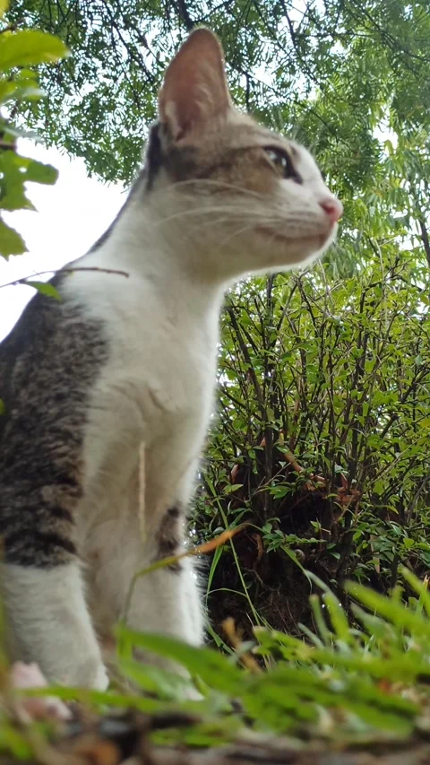 Cute cat Stock-Footage 265048846
