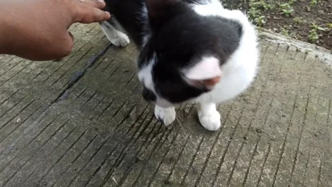 Cute cat Video stock 265049228