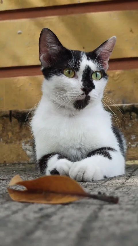 Cute cat Video stock 265049244
