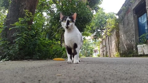 Cute cat Stock-Footage 265049245