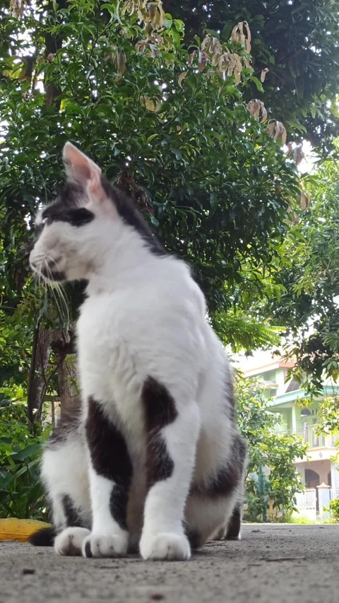 Cute cat Video stock 265049253