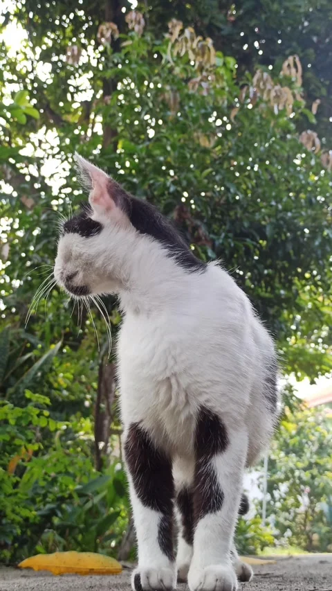 Cute cat Stock Footage 265049255