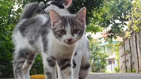 Cute cat Stock Footage 265049257