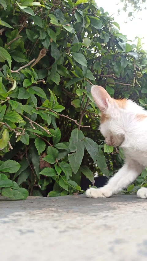 Cute cat Stock Footage 265080843