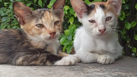 Cute cat Video stock 265080845