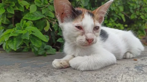 Cute cat Video stock 265080846