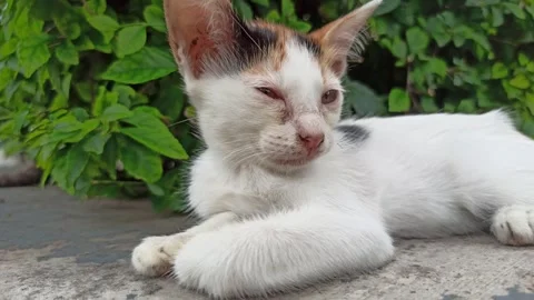 Cute cat Stock-Footage 265080855