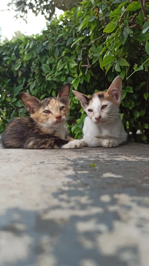 Cute cat Stock Footage 265080925