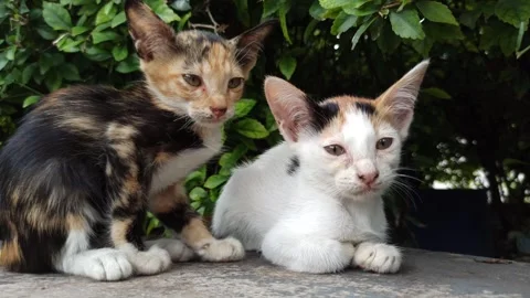 Cute cat Video stock 265080953