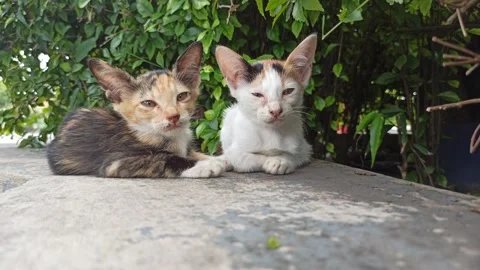 Cute cat Stock Footage 265080954