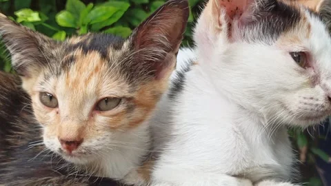 Cute cat Stock Footage 265081003