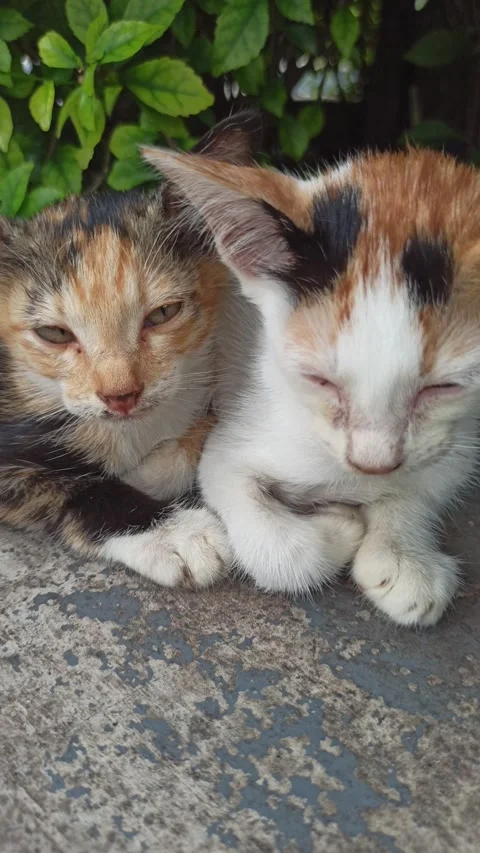 Cute cat Video stock 265081024