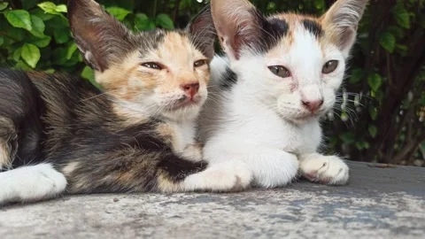 Cute cat Stock Footage 265081025