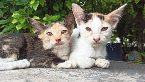 Cute cat Stock Footage 265081026