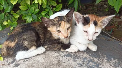 Cute cat Stock-Footage 265081076