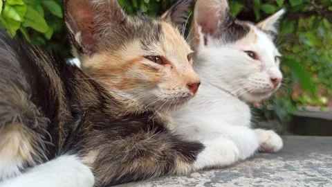 Cute cat Video stock 265081086