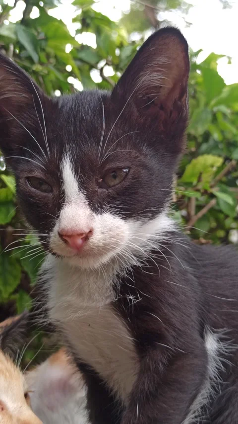 Cute cat Video stock 265081099