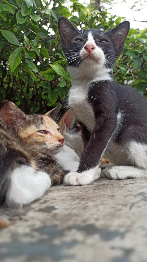 Cute cat Stock-Footage 265081106