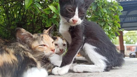 Cute cat Video stock 265081108