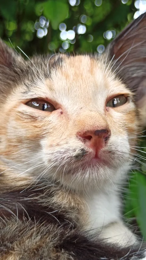 Cute cat Video stock 265081311