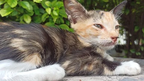 Cute cat Stock Footage 265081318