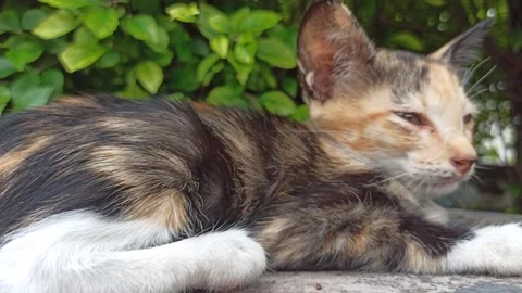 Cute cat Stock-Footage 265081344