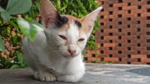 Cute cat Stock-Footage 265081353