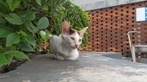 Cute cat Video stock 265081370
