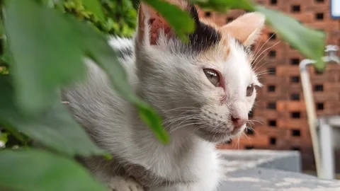 Cute cat Stock Footage 265081372