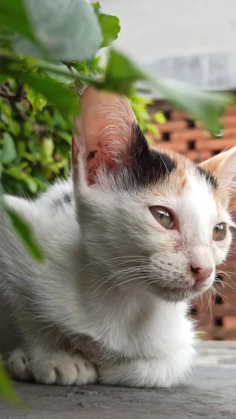 Cute cat Video stock 265081383