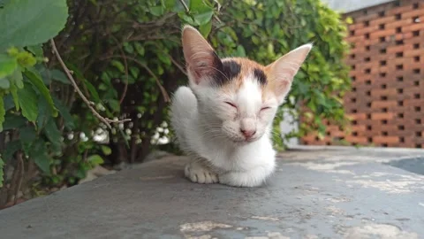 Cute cat Video stock 265081464