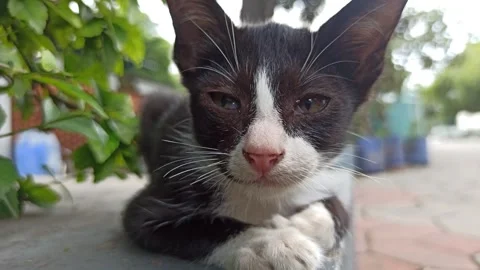 Cute cat Stock-Footage 265081483