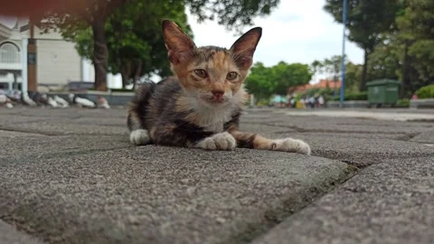 Cute cat Stock Footage 265081637