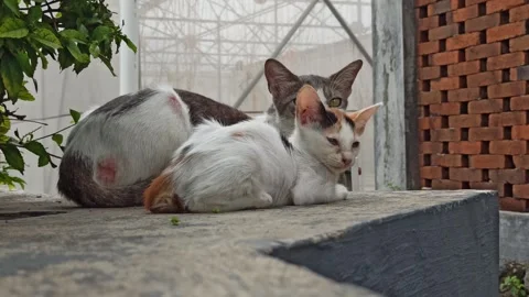 Cute cat Video stock 265081638