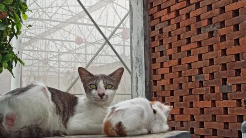 Cute cat Video stock 265081711