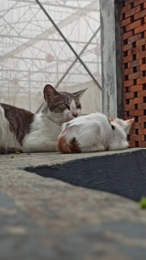 Cute cat Stock-Footage 265081776