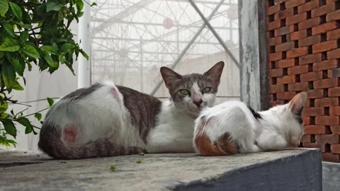Cute cat Video stock 265081777