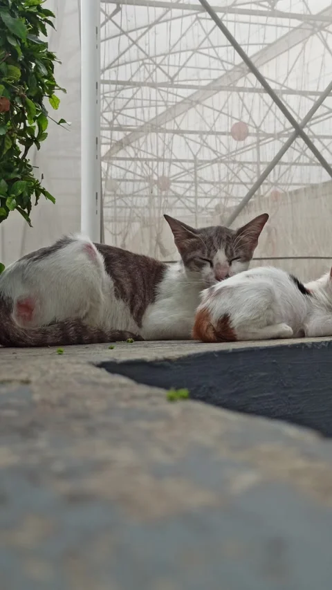 Cute cat Video stock 265081832