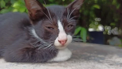 Cute cat Video stock 265081852
