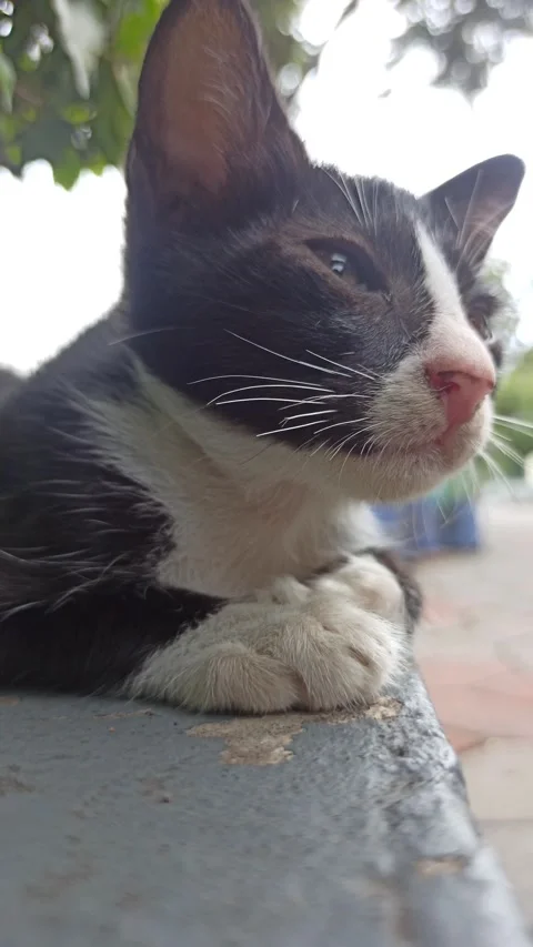 Cute cat Stock Footage 265081995