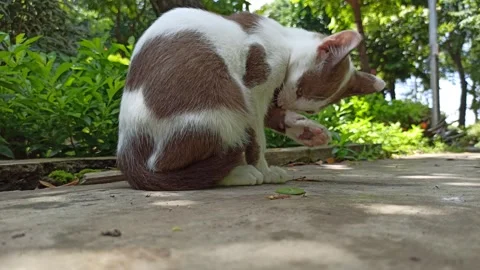 Cute cat Video stock 268725633