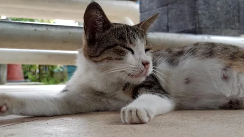 Cute cat Stock-Footage 268725878