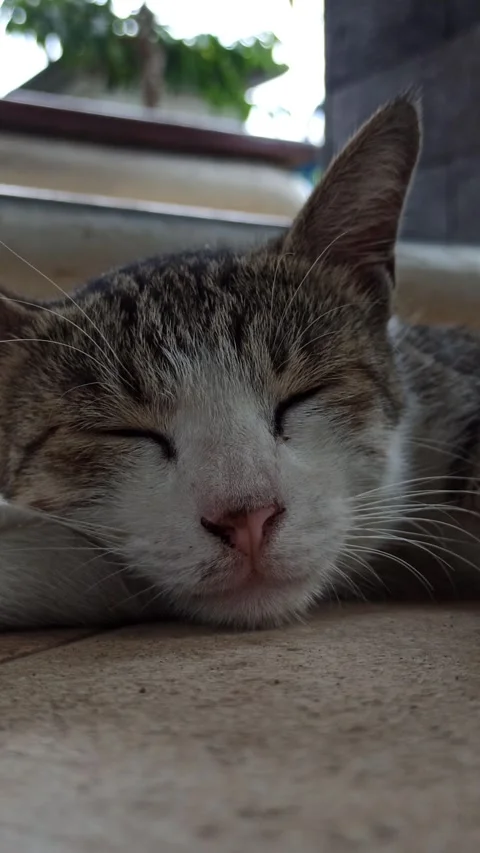 Cute cat Stock-Footage 268725879