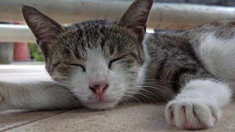 Cute cat Stock-Footage 268725915