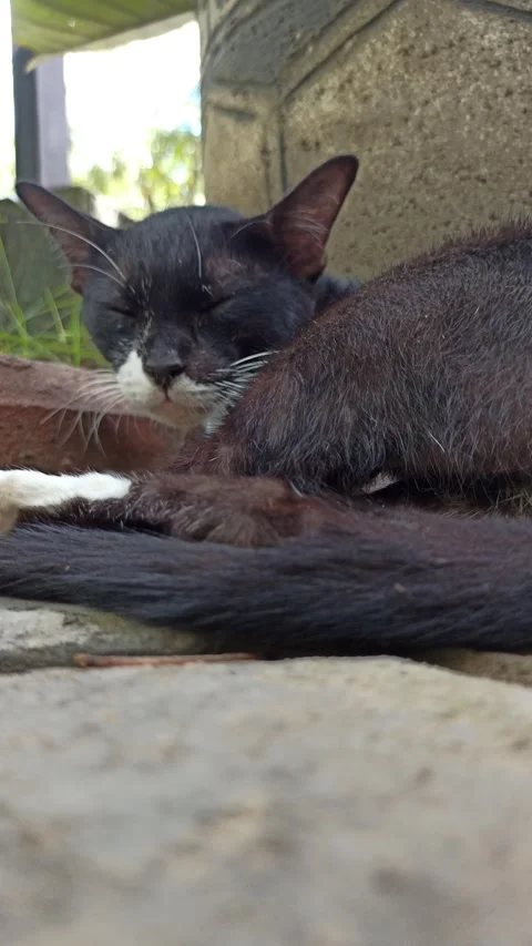 Cute cat Video stock 268726015