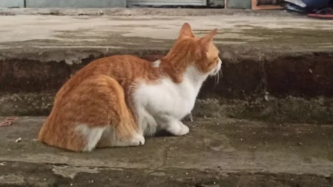 Cute cat Stock Footage 274374043