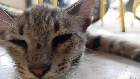 Cute cat Stock Footage 274422992